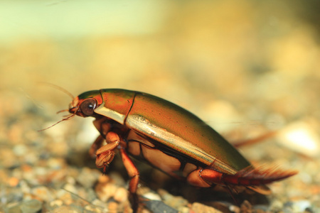 成人甲虫日本水甲虫 (龙虱竹节) 在日本照片