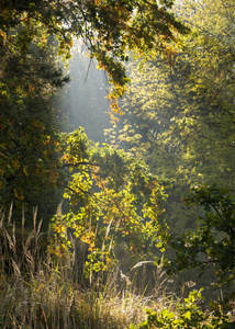清晨清新在美丽的秋面, 一缕阳光穿过 redays 的树枝在黎明时分
