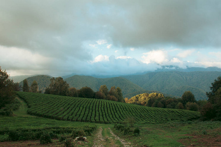 索契山区的茶树种植园