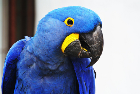 说话的鹦鹉图片