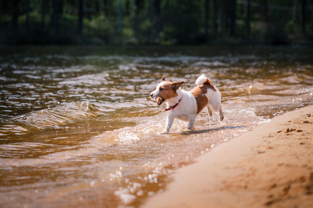 杰克罗素梗犬狗戏水