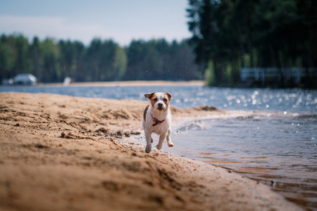 杰克罗素梗犬狗戏水