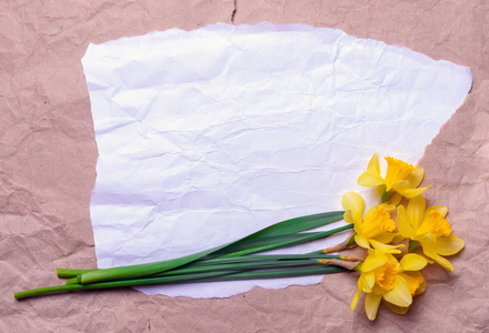 束黄色的水仙花，在与文本的空间弄皱的纸上