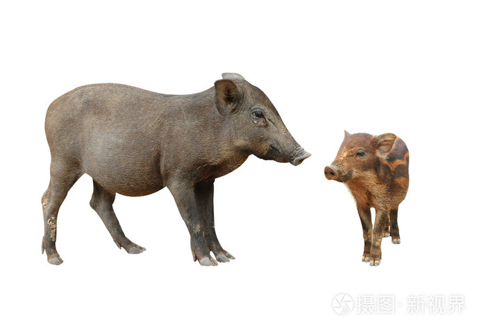 野猪在白色背景上孤立