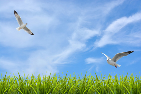 鸟儿飞翔的颜色鸟儿在夜空中飞翔粉红色的火烈鸟在游泳池水下飞翔与