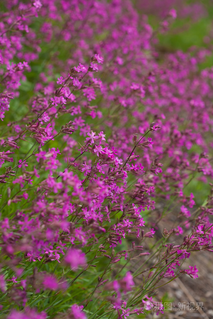 开花的红色坎皮恩
