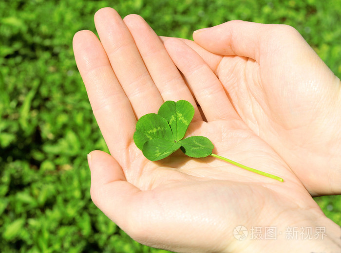 手中拿着四片叶子的三叶草绿色自然背景上,关闭了