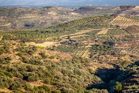 希腊克里特岛的高山上的橄榄种植园