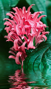 花卉热带植物