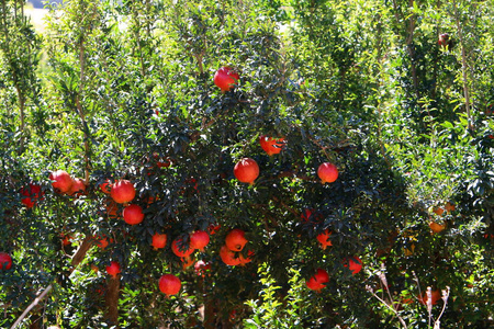 在石榴树上的花园里成熟的红色水果
