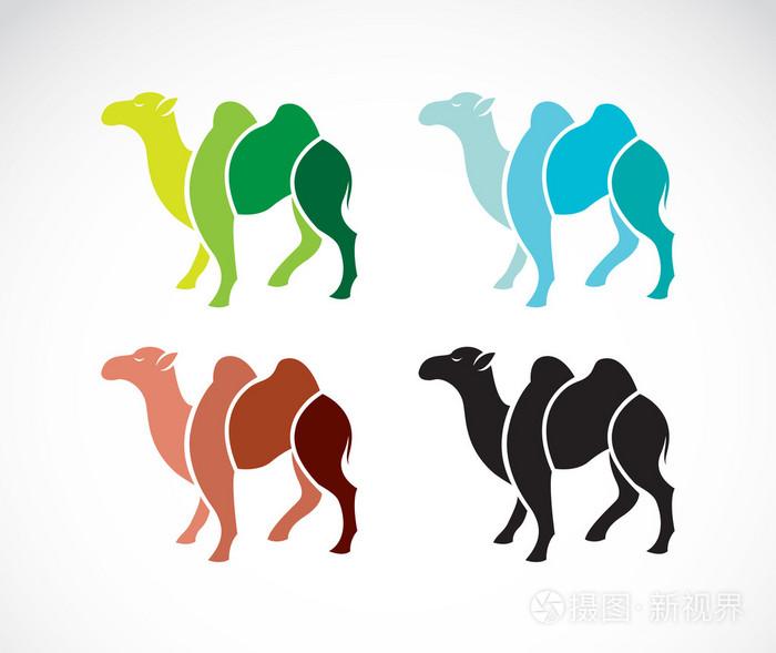 骆驼的设计在白色背景上的矢量图像