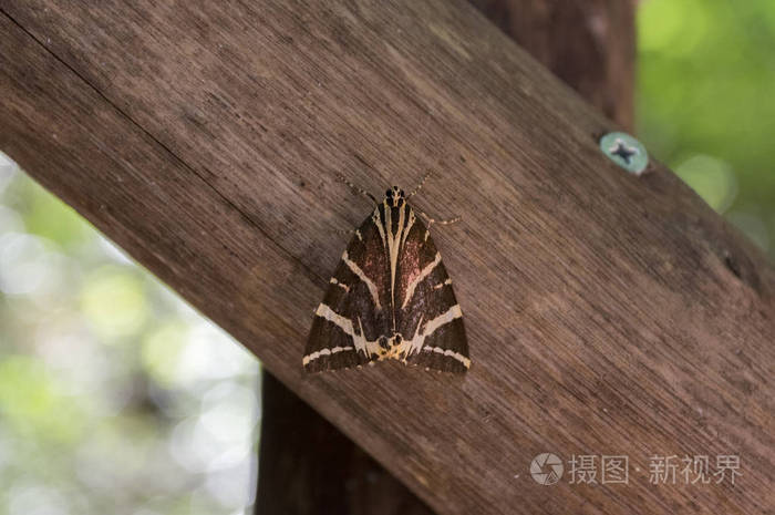 Euplagia Quadripunctaria 叫泽西虎 日飞蛾在petaloudes 罗德水族馆照片 正版商用图片0bltjo 摄图新视界