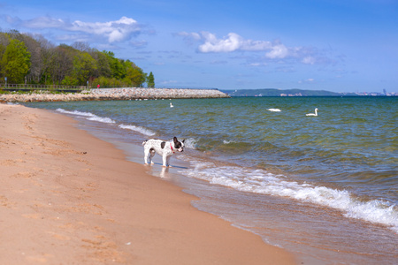 法国斗牛犬在波罗的海海滩