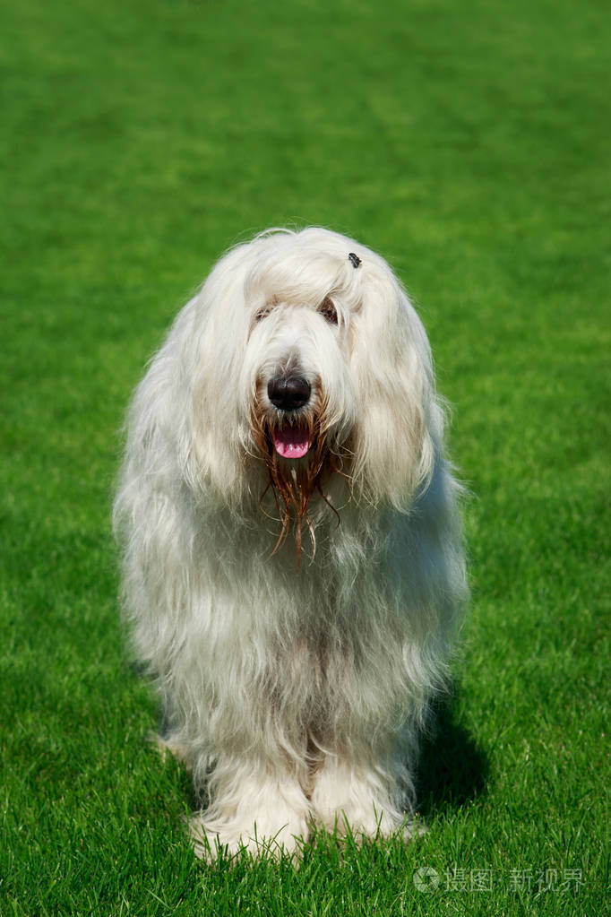 狗品种南俄罗斯牧羊犬站在绿草