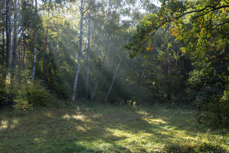 清晨清新在美丽的秋面, 一缕阳光穿过 redays 的树枝在黎明时分
