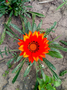 红色和橙色杂色菊 Rigens 花与肮脏的叶子在破裂的土壤, 选择性焦点