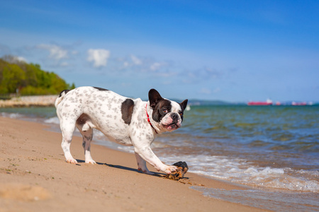 法国斗牛犬在波罗的海海滩照片