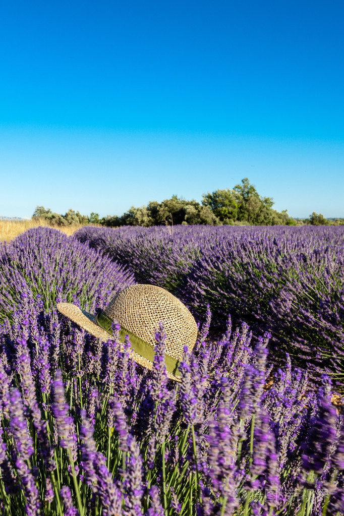 戴着帽子在夏天,普罗旺斯,法国的薰衣草田