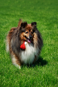 狗繁殖设得兰群岛牧羊犬牧羊犬站在绿色的草地上