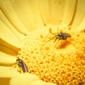 盛宴昆虫花粉