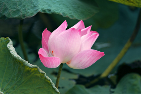 在野生环境中全面开花莲花