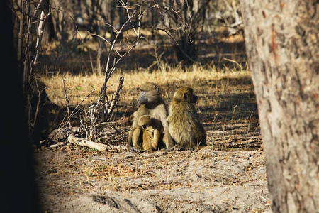 南非大狒狒, 帕皮奥于 griseipes, 在纳米比亚 Bwabwata 国家公园