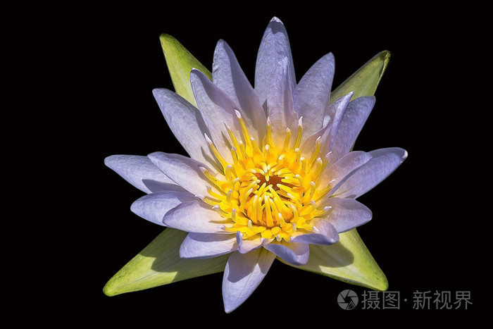 黑色背景上隔离的莲花花图像