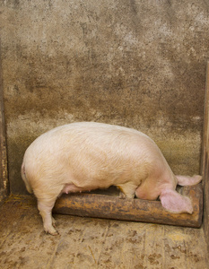 在养猪吃猪照片