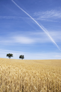 成熟的麦田，阿连特茹葡萄牙