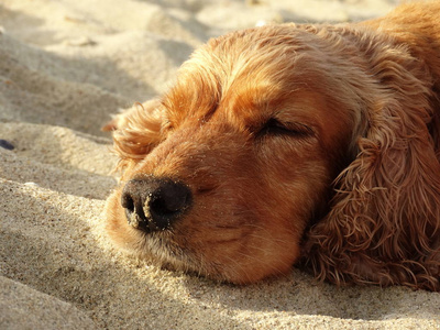 Roosterer 猎犬睡在沙子上
