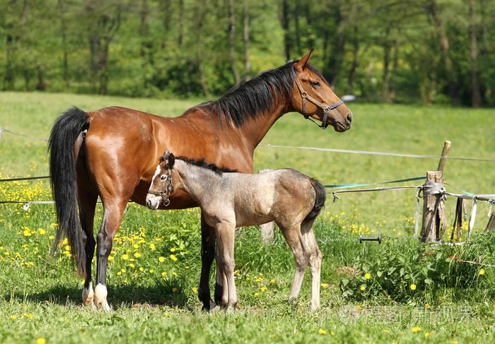 母亲和小马驹