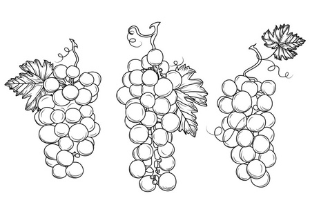 葡萄种植轮廓设计元素