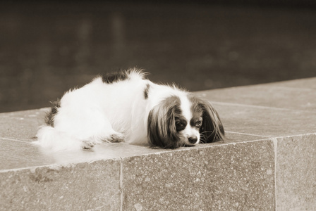 悲伤的狗躺在街上