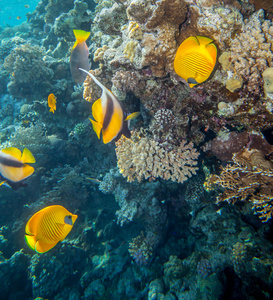 读海 Butterflyfish