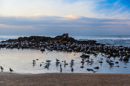 加州海岸海鸥