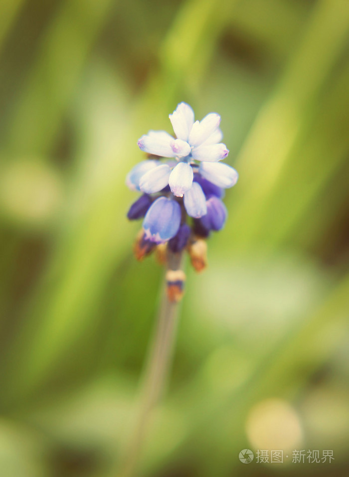 在草坪上蓝色的小花的特写浅景深