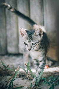 美丽的条纹猫走在街上。选择性聚焦