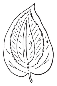 类型为线形叶, 披针形叶, 椭圆形叶和卵形叶, 复古线条画或雕刻插图