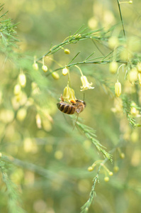 开花枝芦笋特写和蜂授粉这个植物背景图像