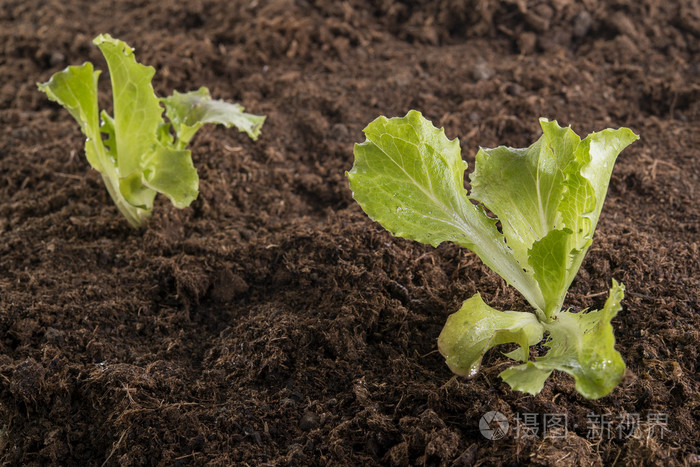新莴苣幼苗在花园里