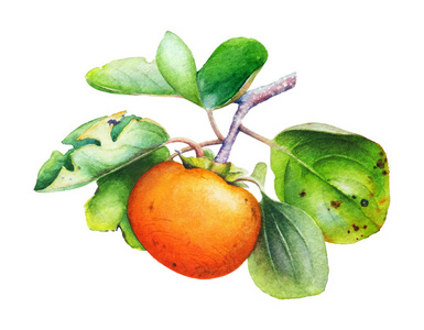 在白色背景查出的水果和叶子柿子树枝的水彩植物例证