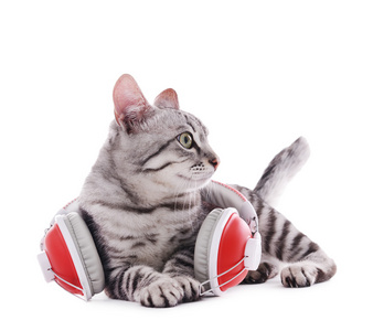 戴着耳机只漂亮的猫