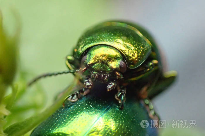 金属绿色甲虫在叶子背景