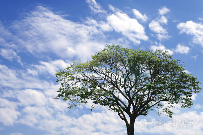 大绿树与蓝蓝的天空