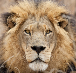 雄性非洲狮 非洲狮 肖像