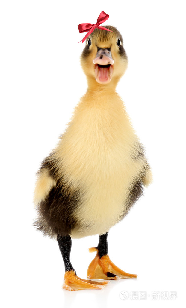 白色衬底上孤立的小可爱小鸭