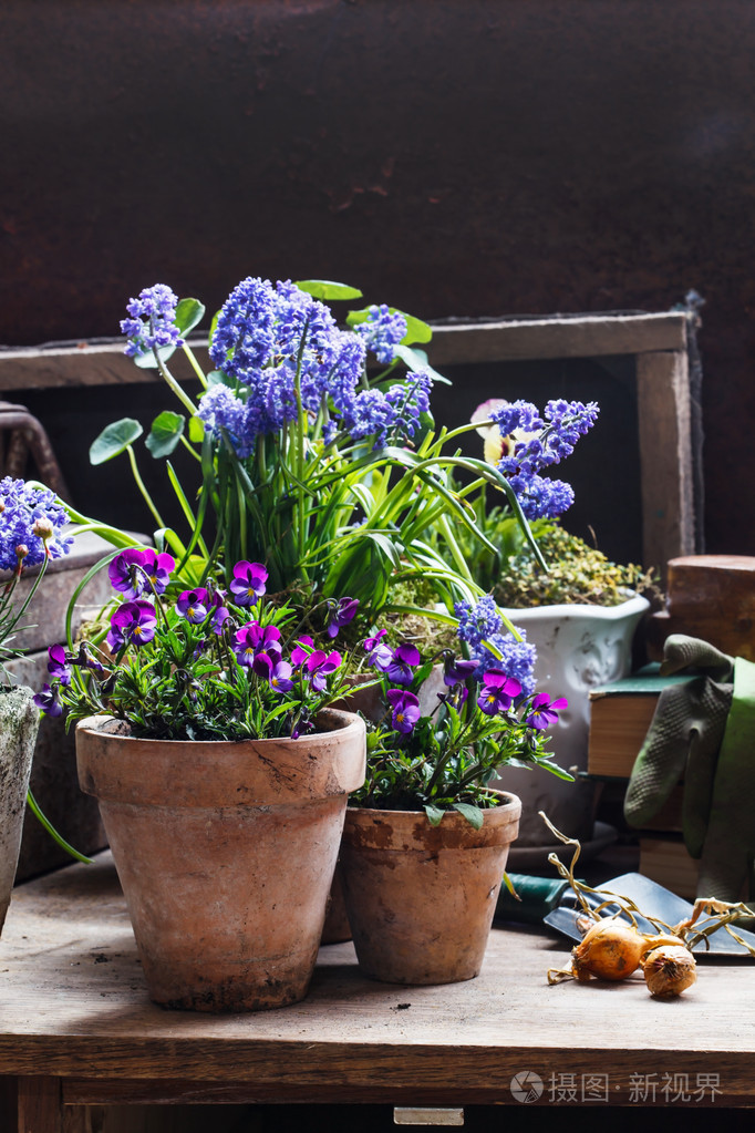 在花盆中的春天的花朵