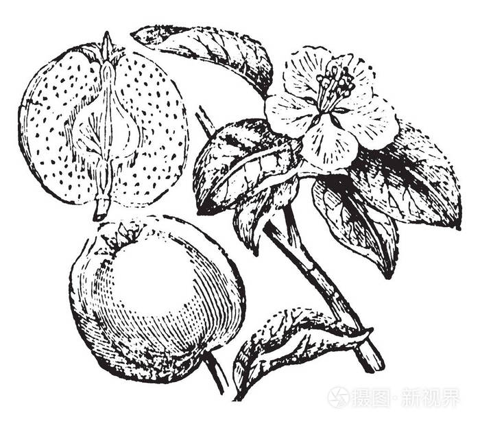 它是木瓜的树枝在上面有成熟的花朵它是落叶树复古线条画或雕刻插图