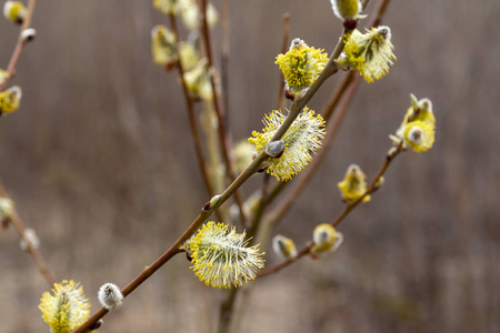 春季枝柳的黄芽图片