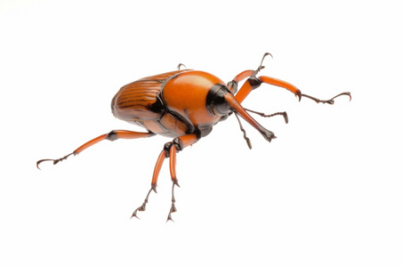 棕色棕榈象甲甲虫照片